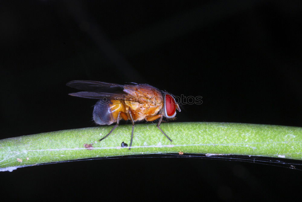 Similar – Congo rose beetle Animal