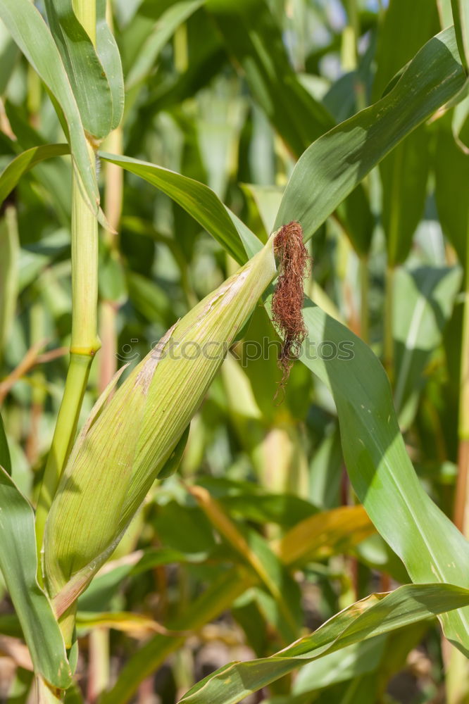 Similar – Image, Stock Photo maize field Food Vegetable