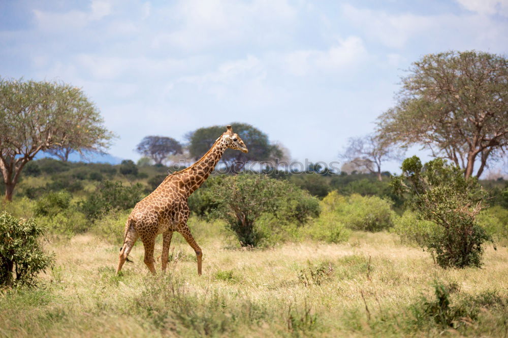 Similar – Giraffe taucht auf aus der Wildnis