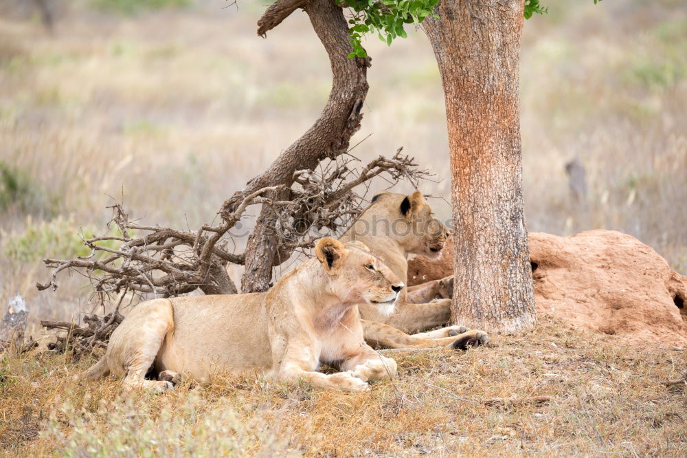 Similar – The Queen Lioness King