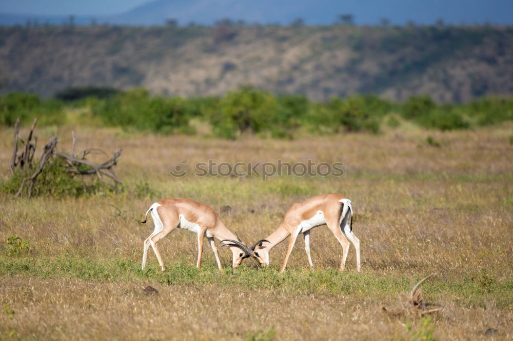 Similar – Impala Herd Nature Animal