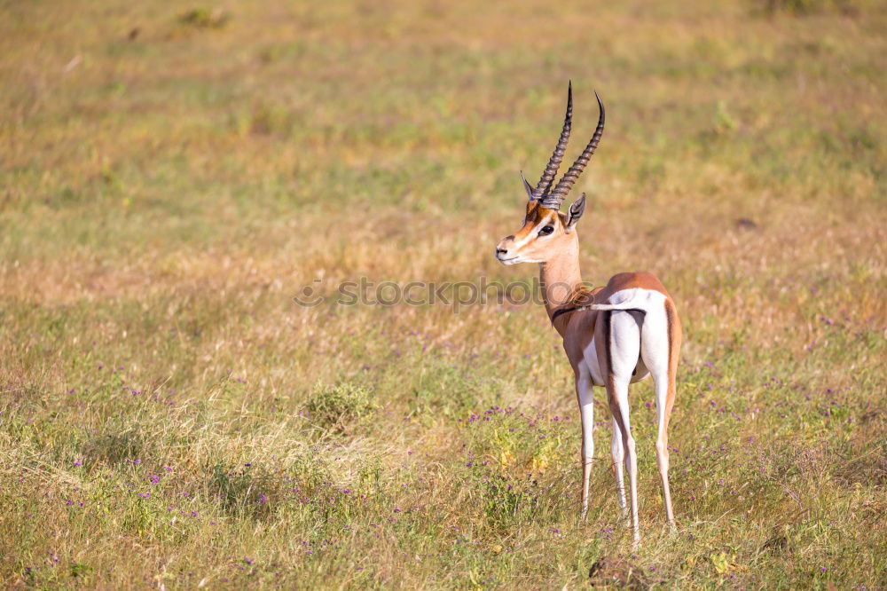 Similar – Thomson gazelles grazing