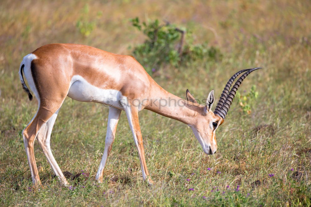 Similar – Impala Herd Nature Animal