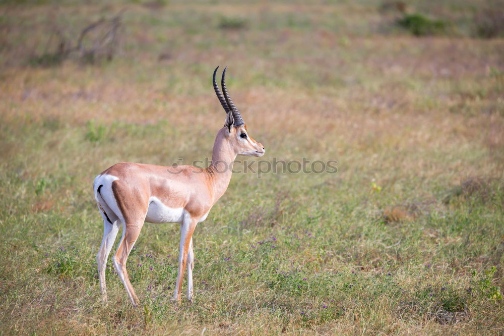 Similar – Thomson gazelles grazing