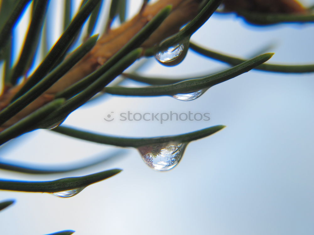 Image, Stock Photo cold dish Drops of water