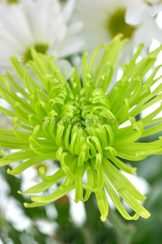 Similar – Image, Stock Photo flower room Plant Flower