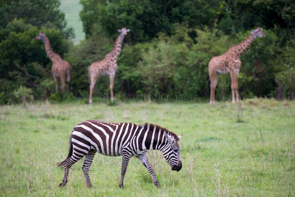 Similar – giraffe family Namibia