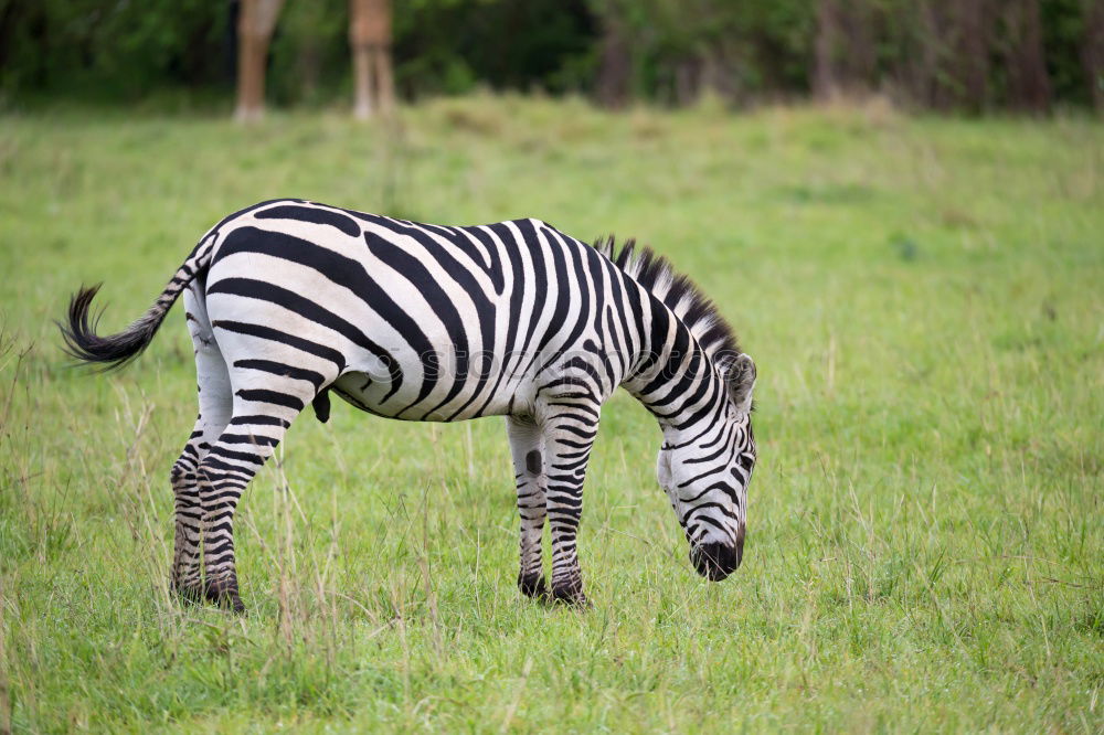 Similar – Image, Stock Photo Isolated zebra walking in the savannah