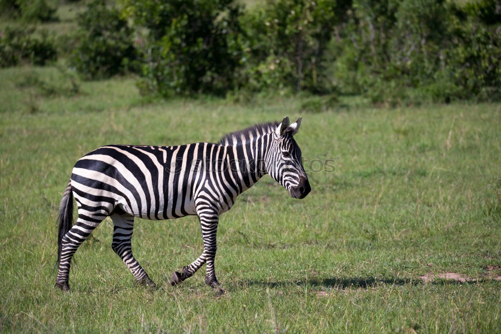 Similar – Image, Stock Photo Isolated zebra walking in the savannah