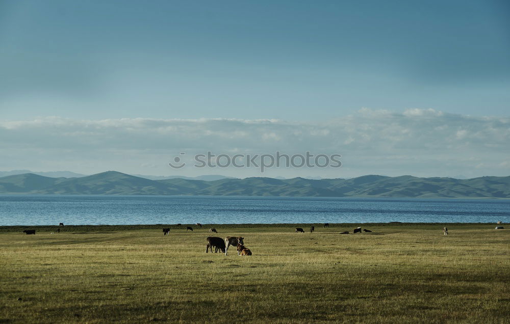 Similar – Image, Stock Photo zebras Nature Grass