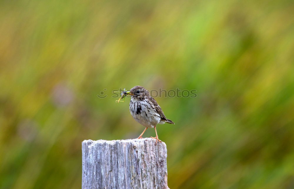 Similar – Image, Stock Photo Arrived at the viewpoint ( weevil ) 300.