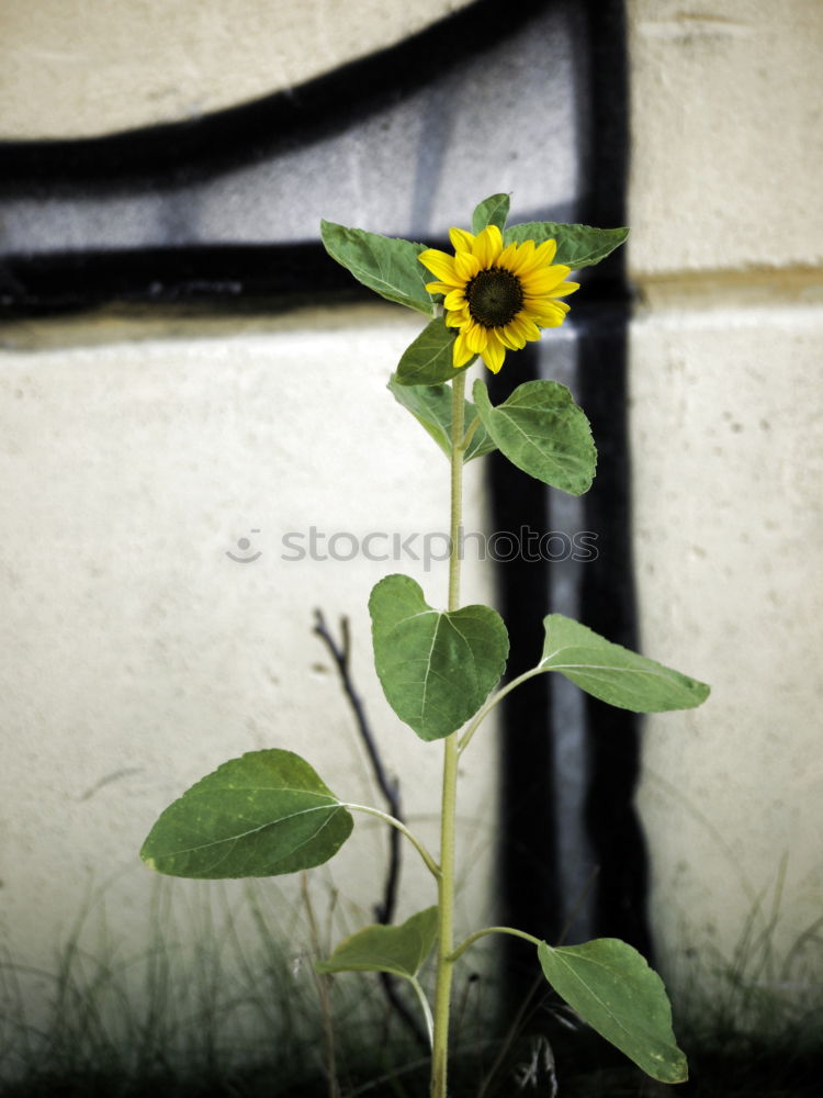 Image, Stock Photo Flower_on_Prager_House_Wall