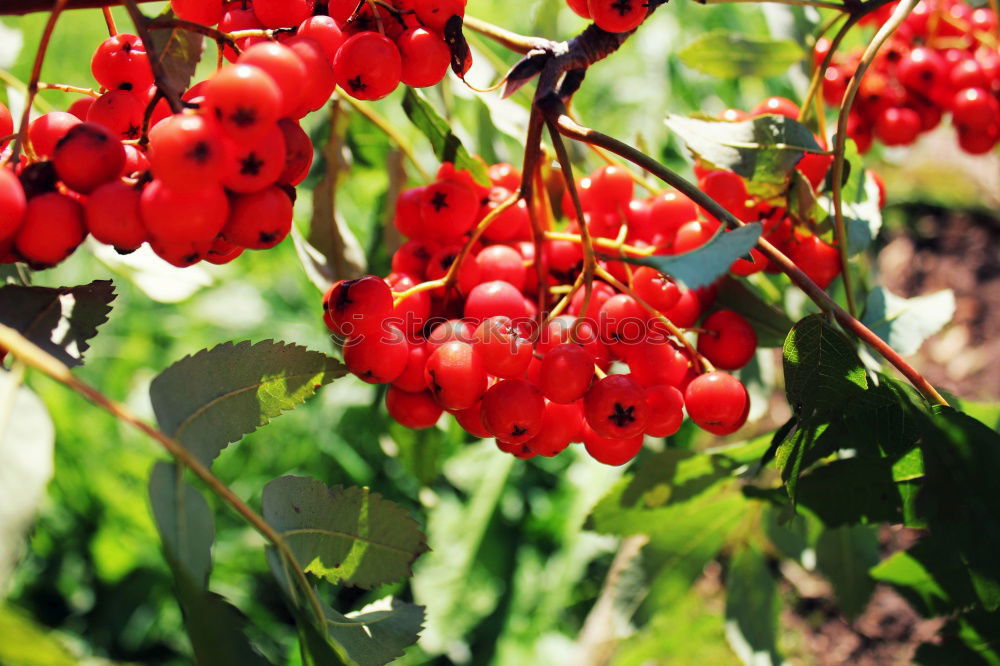 Closeup of ripe red cherry berries on tree among green leaves