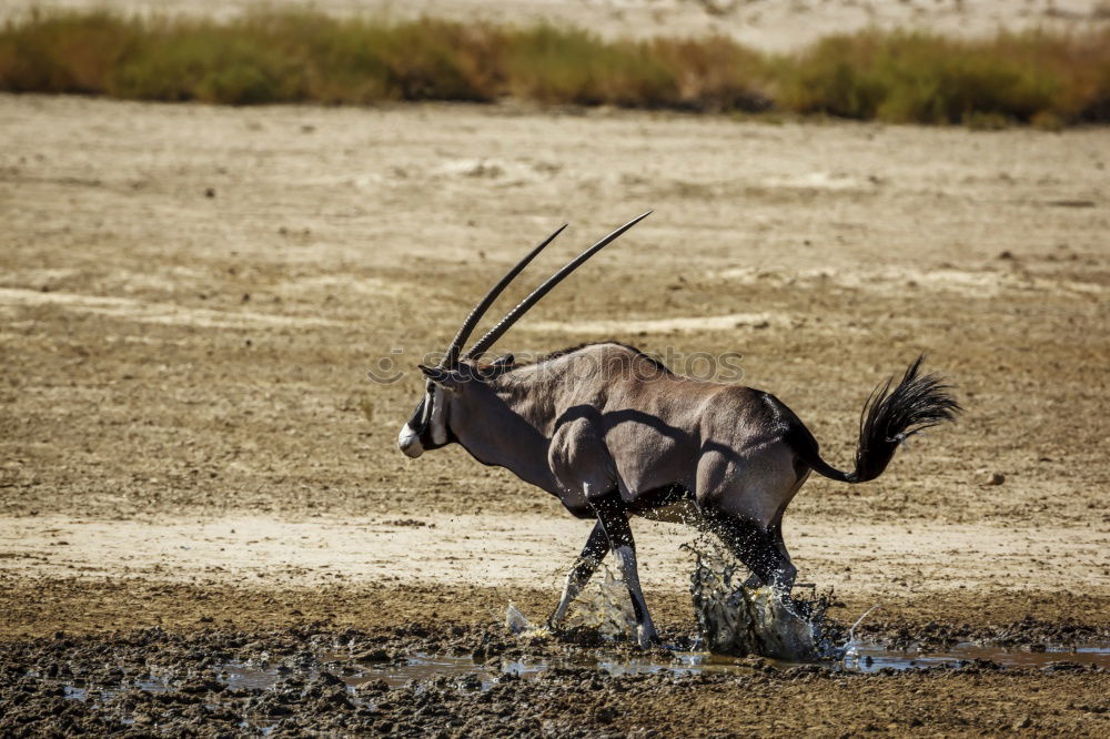 Similar – Esel am Stoppschild Natur