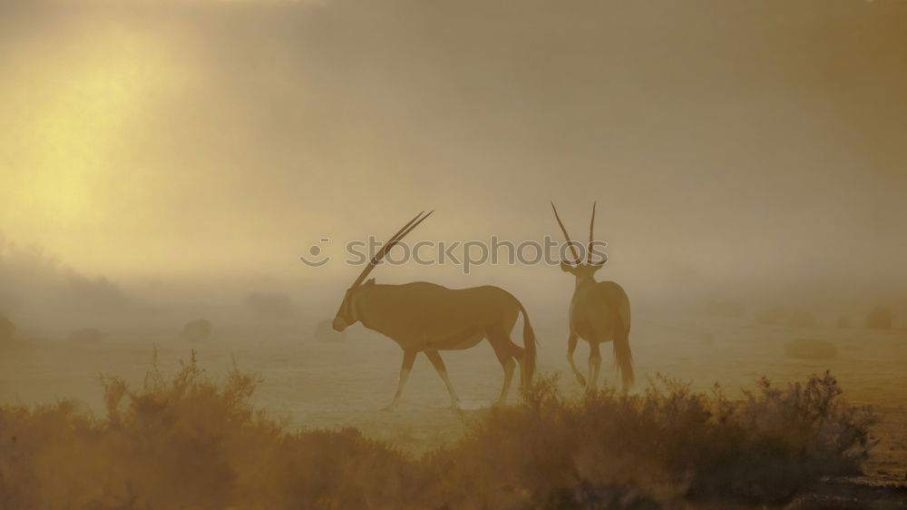 Similar – Image, Stock Photo Africa Animal Wild animal