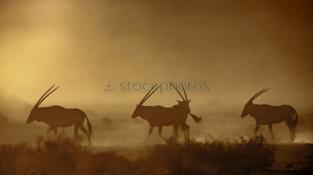 Similar – Image, Stock Photo Africa Environment Nature
