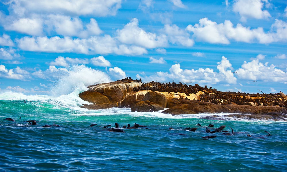 Similar – Image, Stock Photo Birds fill the sky in Paracas National Park, Pisco Peru