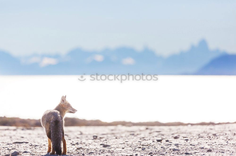 Similar – Image, Stock Photo Rendeer in arctic Eating
