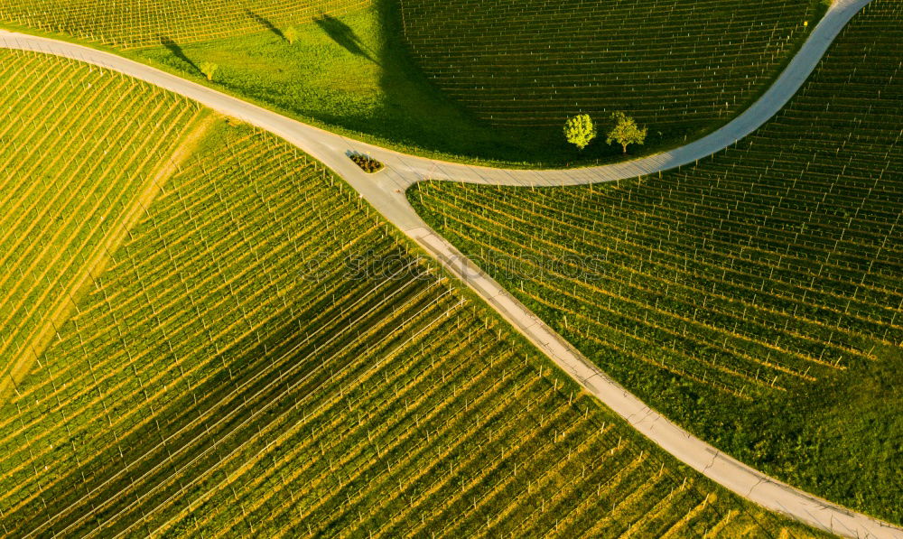 Similar – Image, Stock Photo Moselle wine Golden autumn landscape