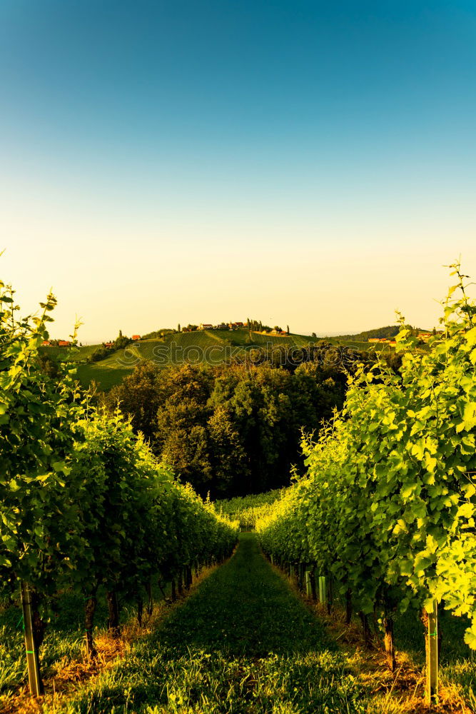 Similar – Image, Stock Photo Palatinate vineyards