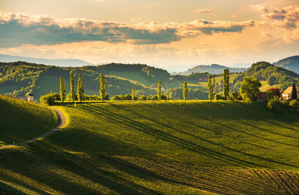 Similar – Tuscan olive trees and fields in the near farms, Italy