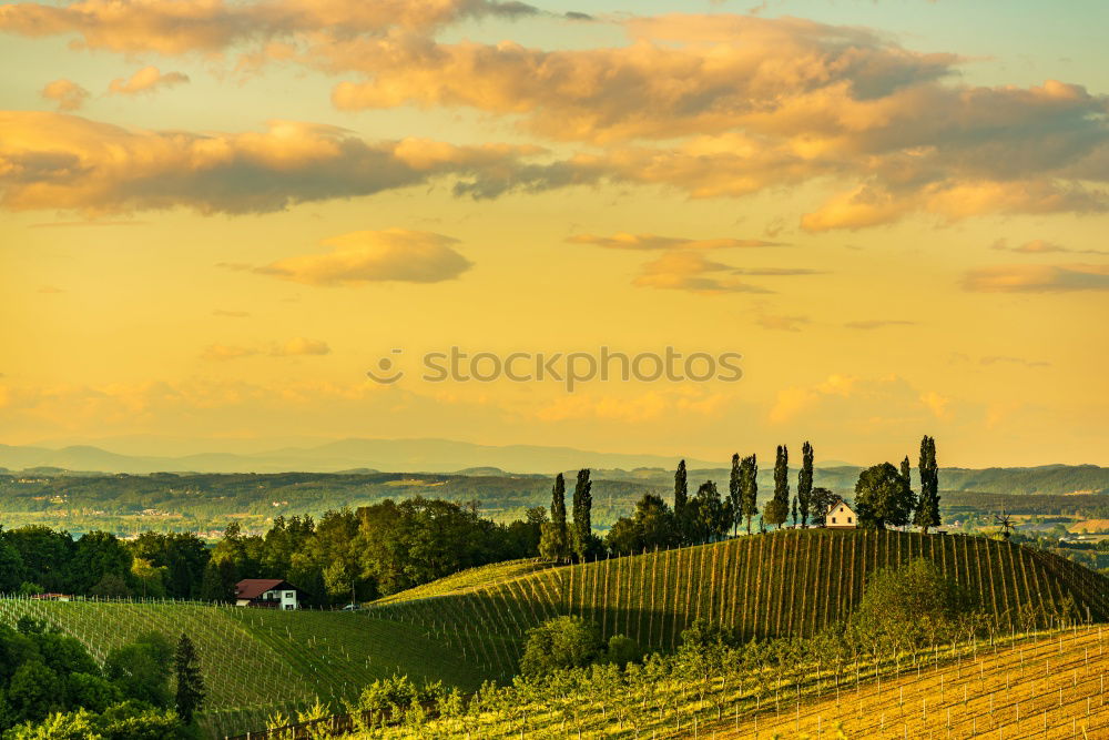 Image, Stock Photo avenue Landscape Yellow