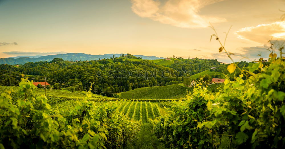 Similar – Foto Bild Herstnachmittag in den Weinbergen