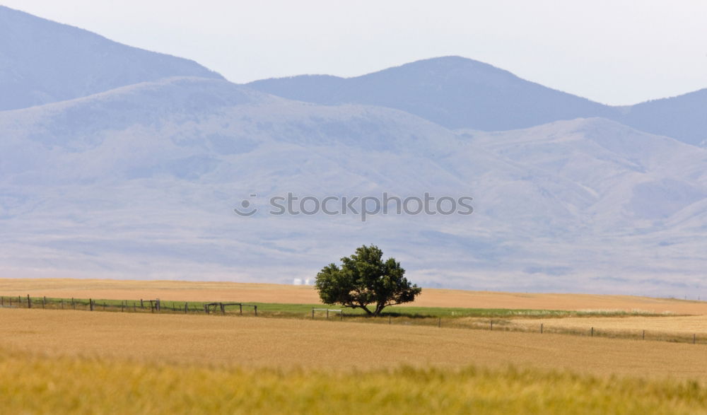 Similar – Image, Stock Photo Horses around Song Kul lake, Kyrgyzstan