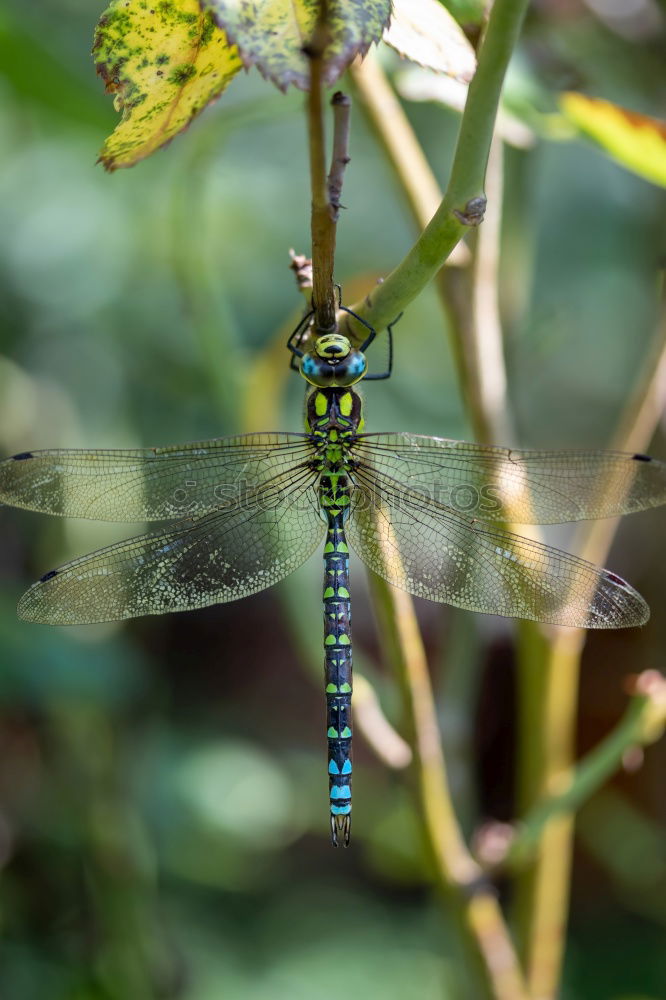 Similar – Image, Stock Photo Dragonfly SEX Animal