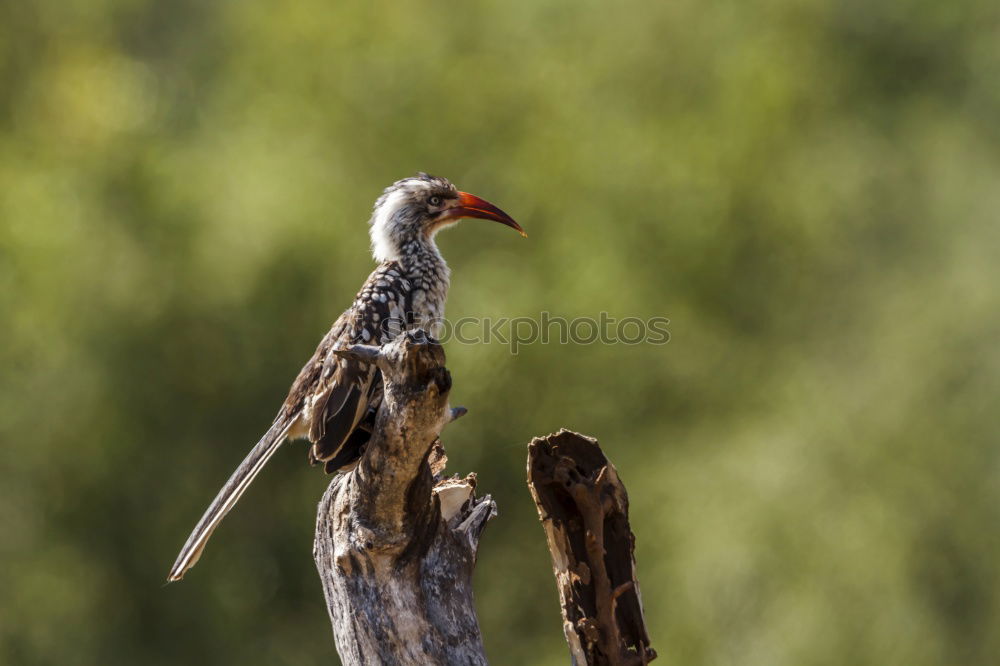 Similar – Image, Stock Photo Green Woodpecker Nature