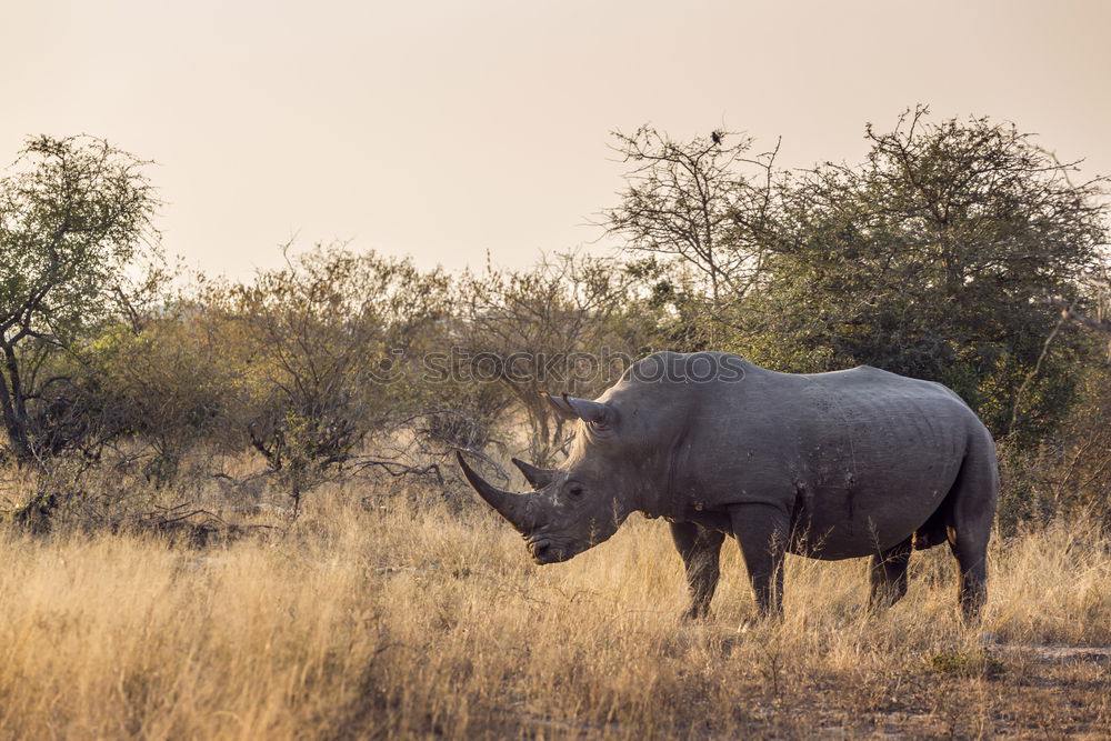 Similar – Image, Stock Photo Rhino 4 Vacation & Travel