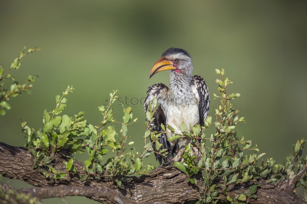 Similar – Image, Stock Photo Southern Yellow-billed Hornbill