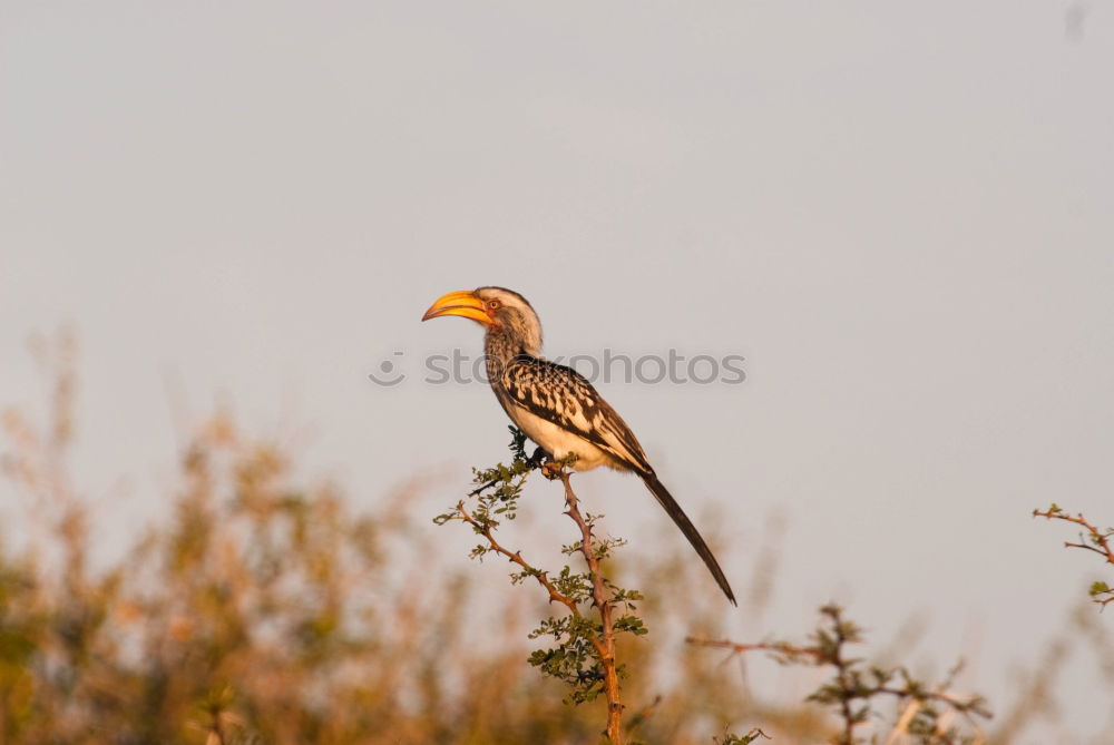 Similar – Image, Stock Photo Southern Yellow-billed Hornbill