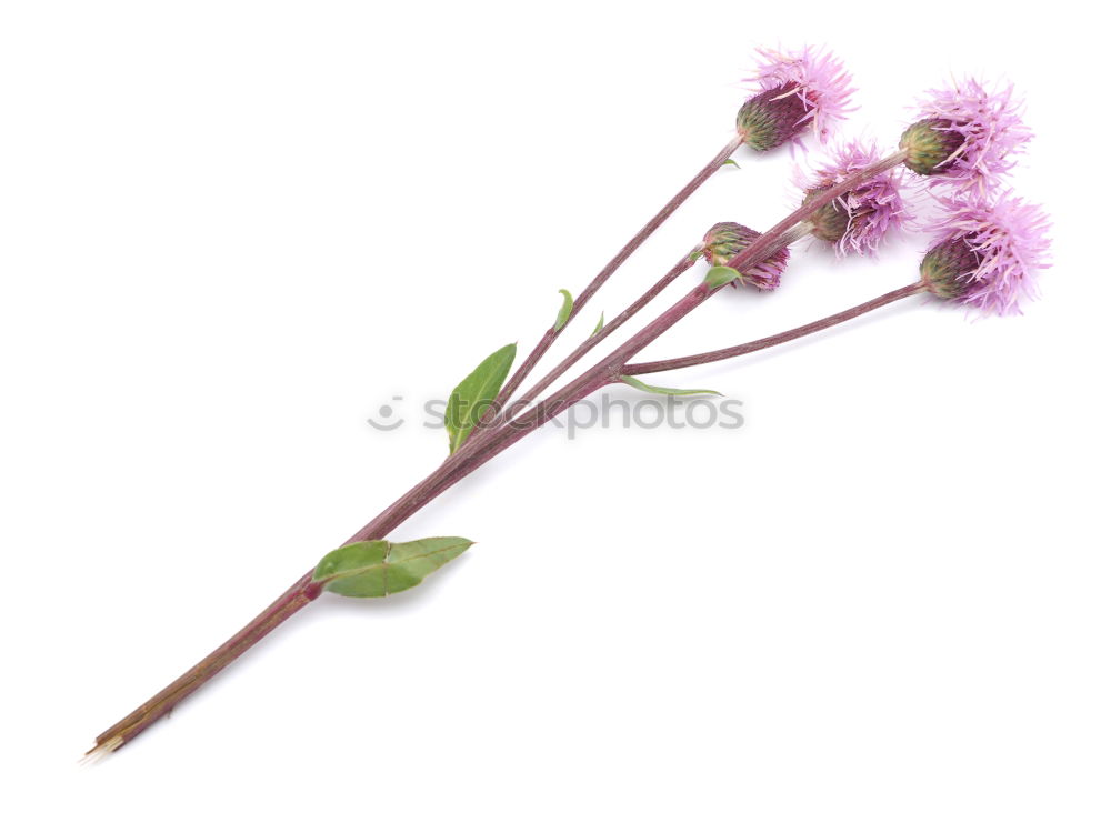 Similar – Allium isolated on white background