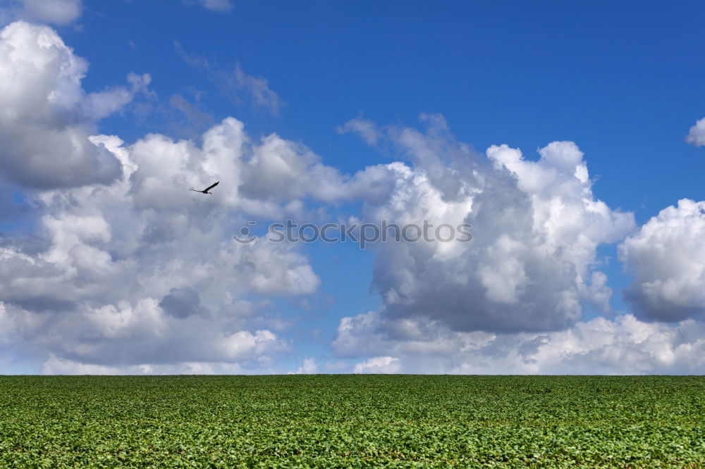 Similar – summer air Man Maize field