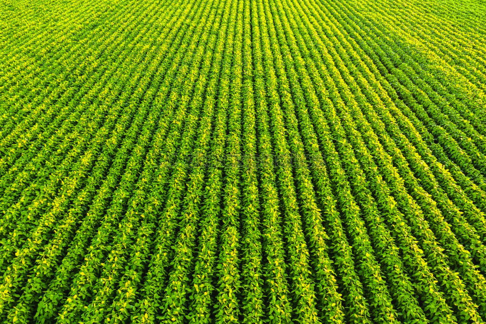 Similar – Image, Stock Photo maize field Vegetable