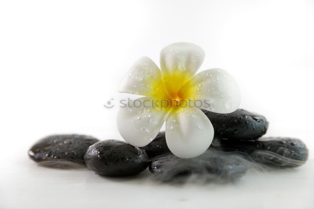 Similar – Image, Stock Photo Einstein Nature Stone