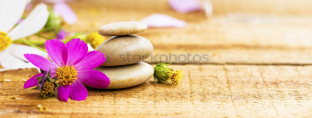 Image, Stock Photo Honey spoon on honeycomb with fresh flowers