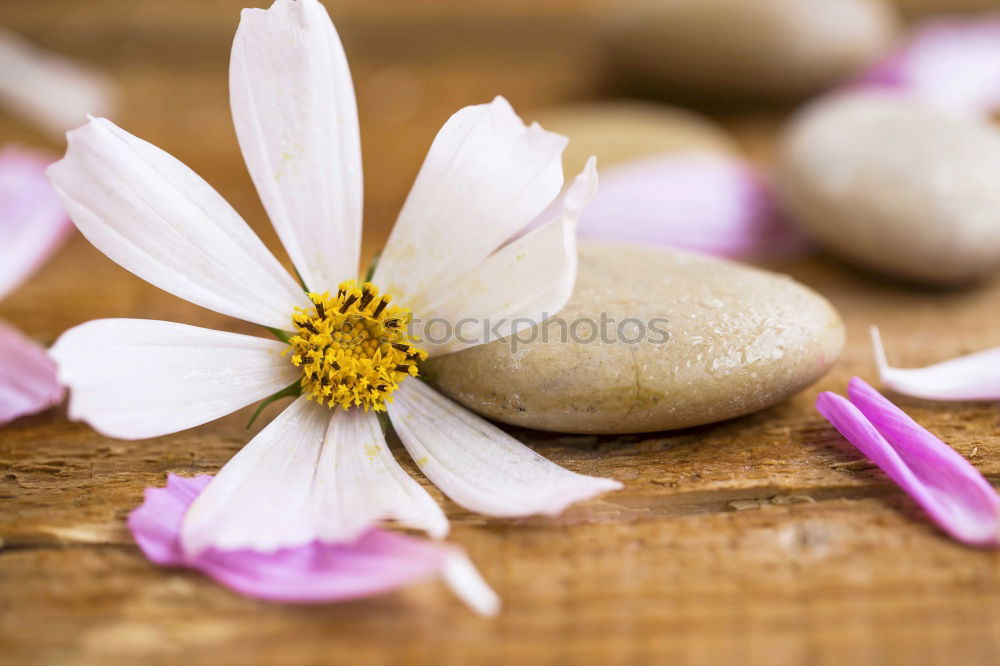 Similar – Image, Stock Photo Honey spoon on honeycomb with fresh flowers