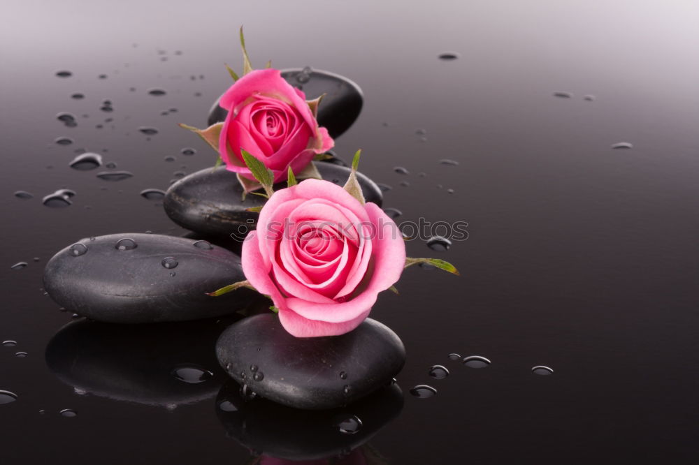 Similar – Flowers in vase on coffee table