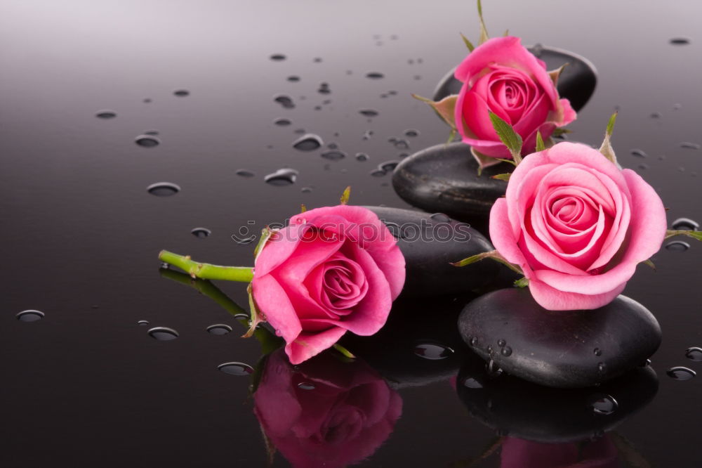 Similar – Image, Stock Photo roses Flower Rose