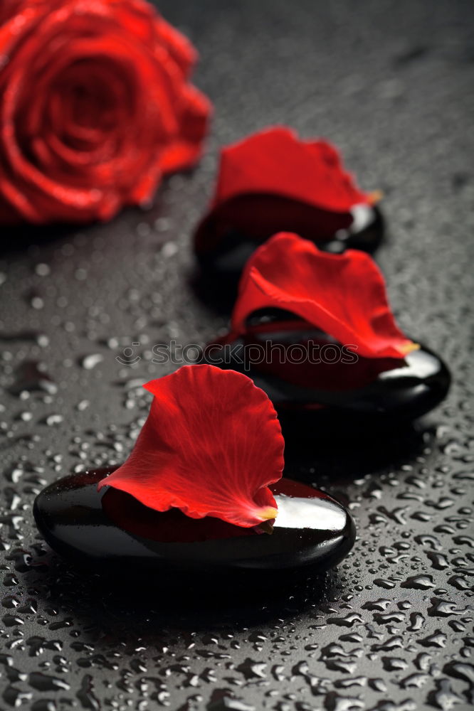 Similar – Image, Stock Photo Red flower rain Hand