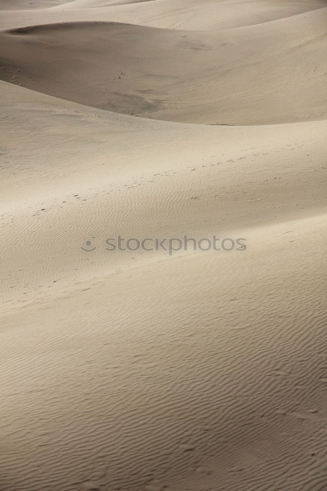 Similar – Tracks and deposit on the beach in Portugal IV