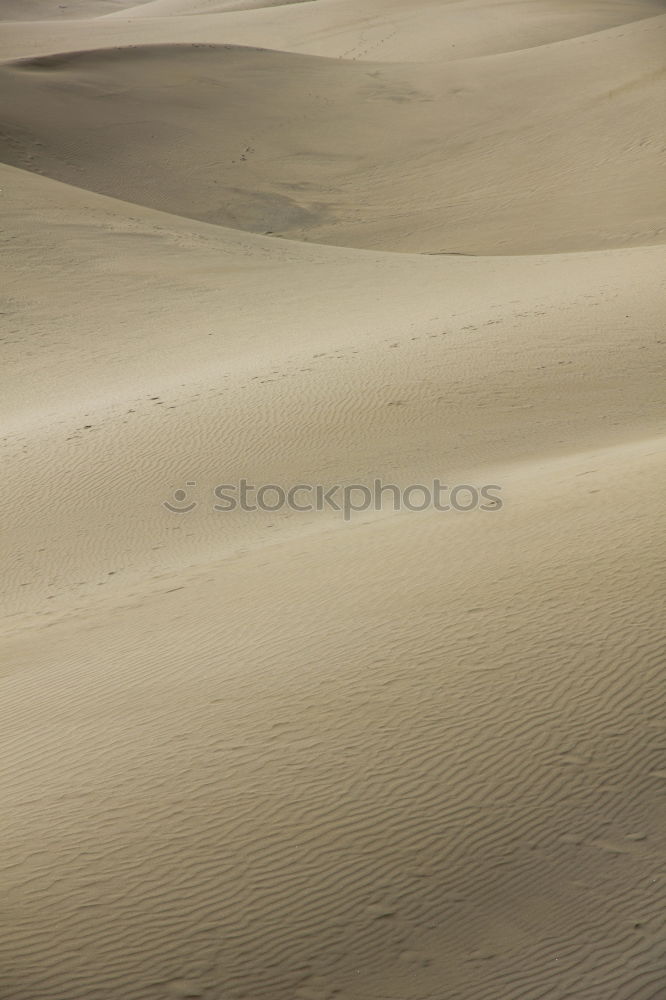 Similar – Tracks and deposit on the beach in Portugal IV