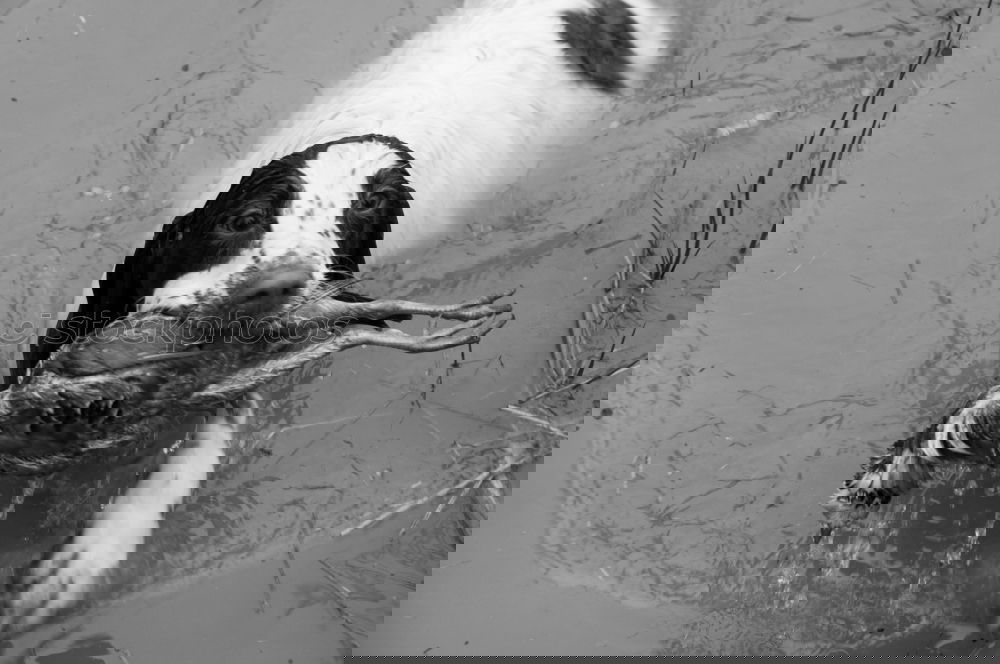 Similar – Foto Bild Happi gefunden Ente Wasser