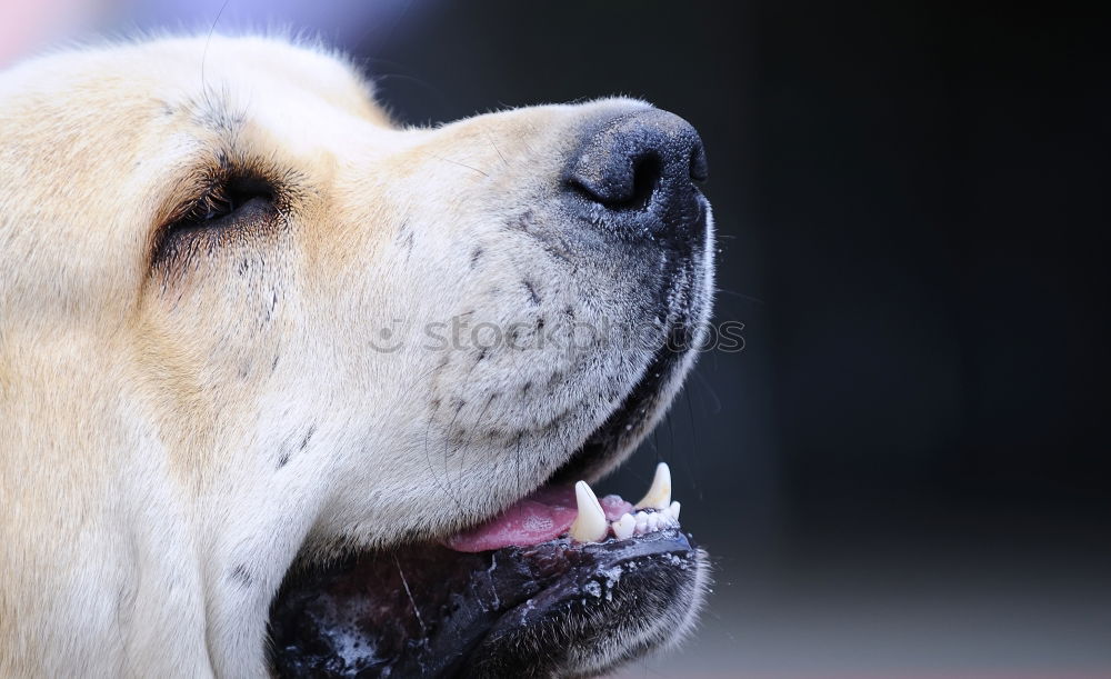 Similar – Foto Bild Penntüte Hund schlafen