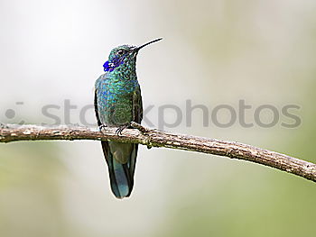 Similar – Flying Artist (Hummingbird, Cloud Forest Ecuador)