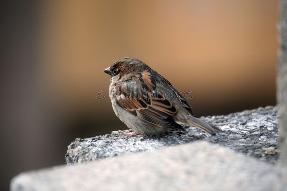 Similar – Image, Stock Photo garden bird on a stump