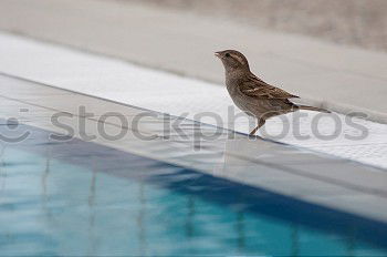 Similar – Image, Stock Photo sparrow riot Bird