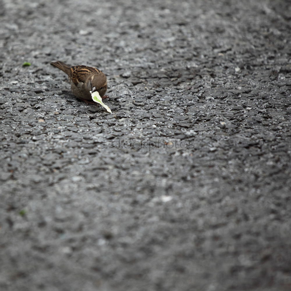 Similar – Bird with green leg dress